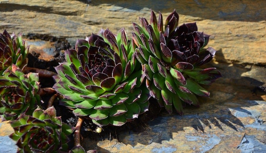 How To Build A Rockery Additions