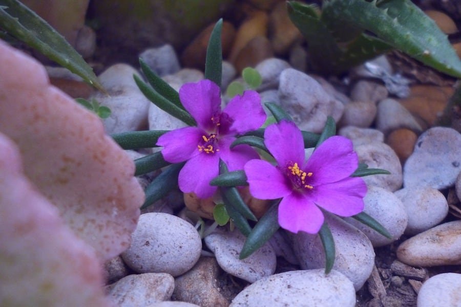 How To Build A Rockery Guide Flowers