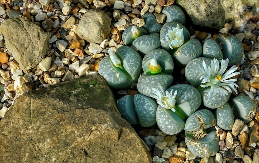 How To Build A Rockery Guide