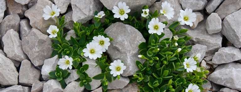 How To Build a Rockery