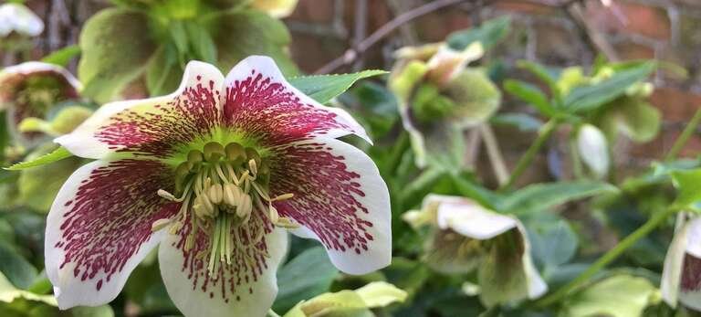 Mindfulness In The Garden | Welsh Slate Water Features