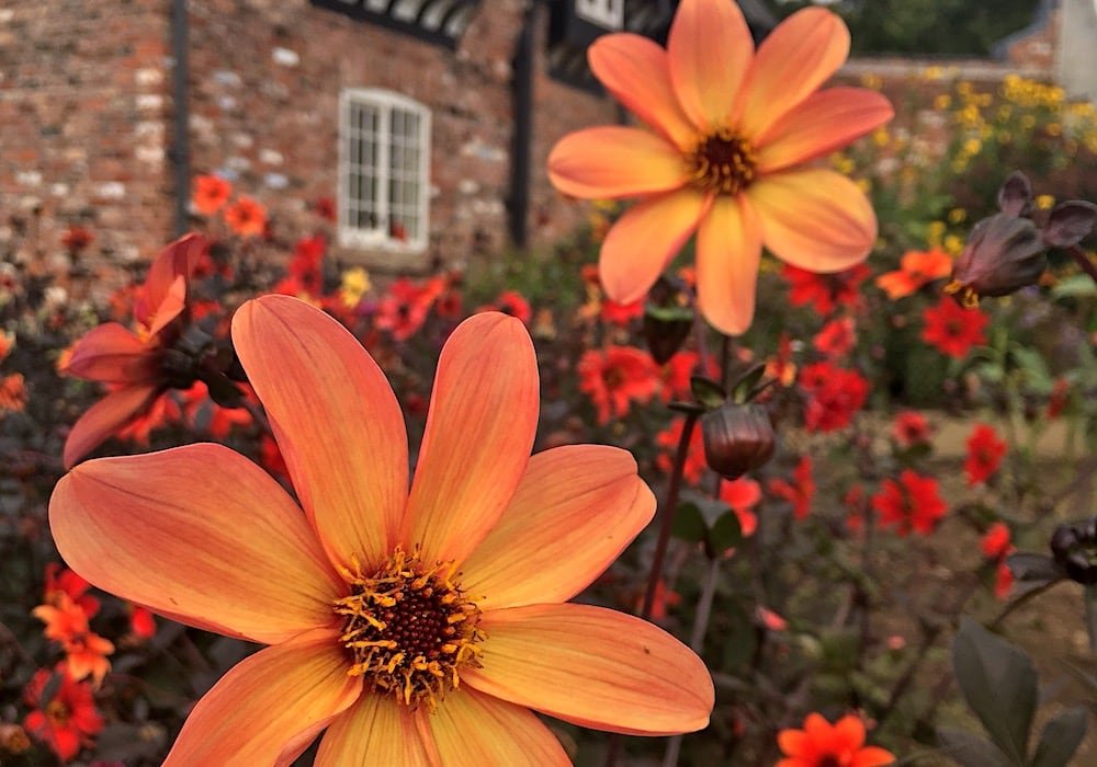 Mindfulness In The Garden