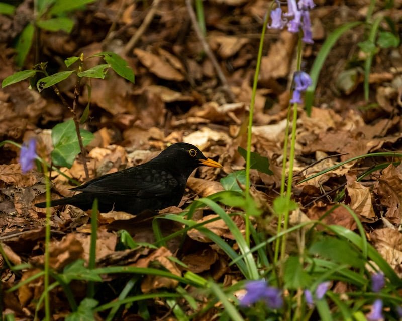 Blackbird - WIldflowers | Welsh Slate Water Features