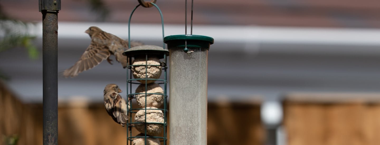 How To Encourage Birds To Your Garden | Welsh Slate Water Features