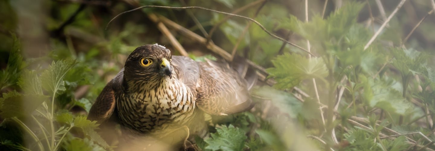 Top 5 Rare Garden Birds | Welsh Slate Water Features