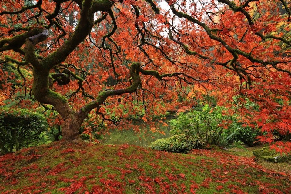 Autumn Garden Maintenance Tips | Welsh Slate Water Features