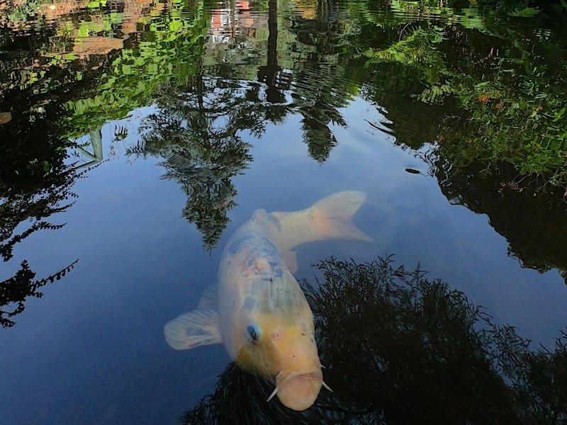 The Rock and Water Garden at Compton Acres 08 | Welsh Slate Water Features