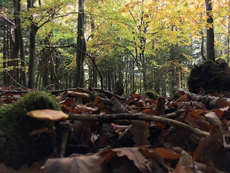 Ash Dieback in the UK | Welsh Slate Water Features 02