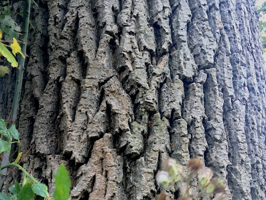 Ash Tree Bark | Welsh Slate Water Features