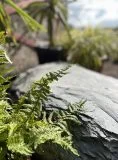 Slate Boulder SB1 Water Feature | Welsh Slate Water Features 13