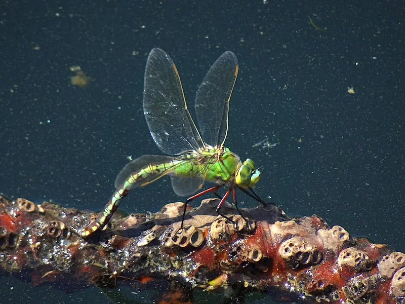 close up photo of a dragonfly