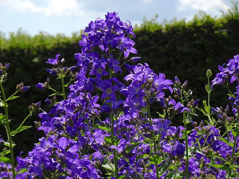 purple flowers