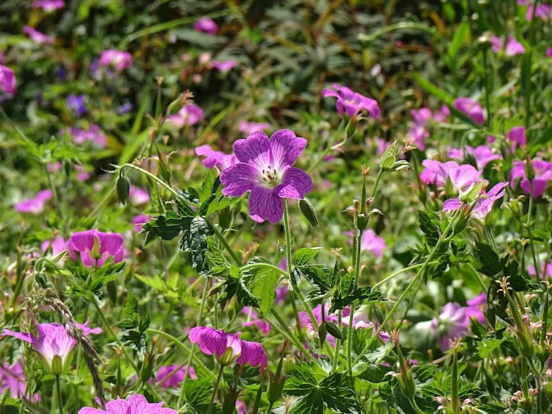 purple flowers