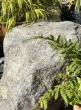 Granite Boulder GB39 Water Feature | Welsh Slate Water Features 03