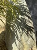 Stone Monolith SM189 Standing Stone | Welsh Slate Water Features 14
