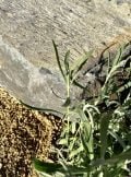 Basalt Boulder BB002 Standing Stone