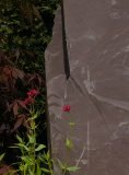 Slate Monolith SM231 Standing Stone | Welsh Slate Water Features 03