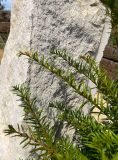 Portland Stone Monolith SM253 | Welsh Slate Water Features 6