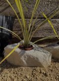 Stone Planter SP02 | Welsh Slate Water Features 04