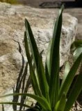 Stone Monolith SM308 Standing Stone | Welsh Slate Water Features 06