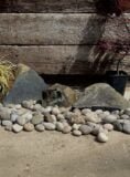 Triad of Stones TS16 | Welsh Slate Water Features