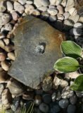 Slate Boulder SB123 Water Feature | Welsh Slate Water Features 05