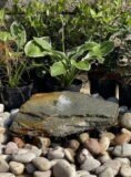 Slate Boulder SB123 Water Feature | Welsh Slate Water Features