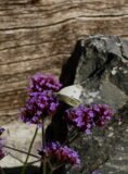 Slate Monolith SM315 Standing Stone | Welsh Slate Water Features 06