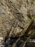Stone Sculpture Base SSB01 | Welsh Slate Water Features 04