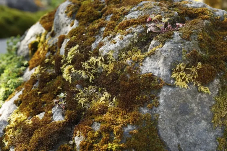Moss Studio Blog Post Image | Welsh Slate Water Features