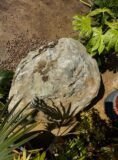Quartz Boulder SB163 | Welsh Slate Water Features 04