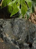 Glacial Boulder SB144 Water Feature | Welsh Slate Water Features 08
