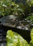 Slate Boulder SB178 Water Feature | Welsh Slate Water Features 02