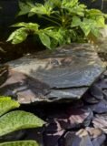 Slate Boulder SB178 Water Feature | Welsh Slate Water Features 06
