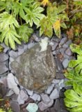 Glacial Boulder Water Feature SB196 | Welsh Slate Water Features 04