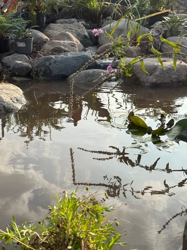 How To Build an Ecosystem Pond | Welsh Slate Water Features