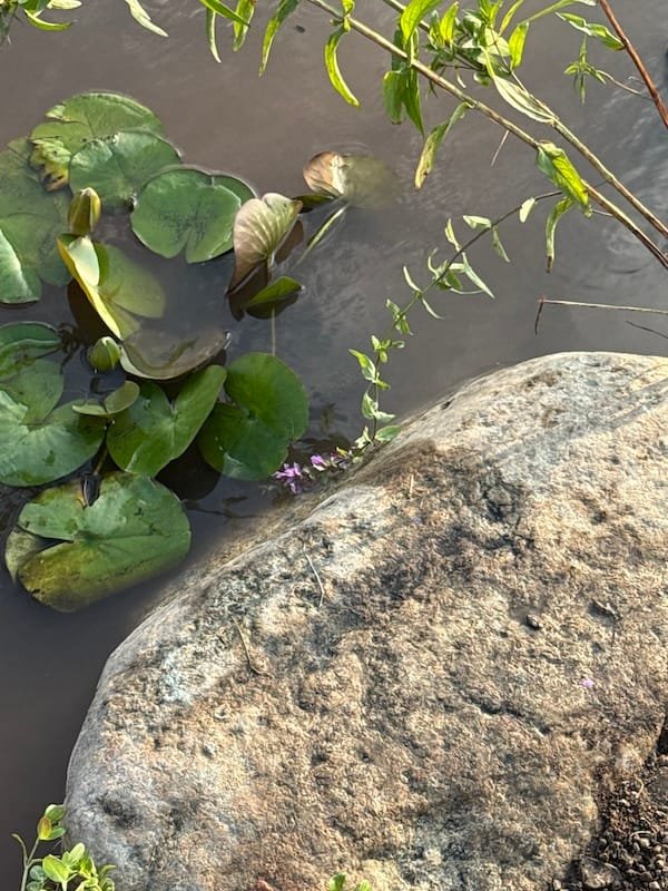 How To Build an Ecosystem Pond
