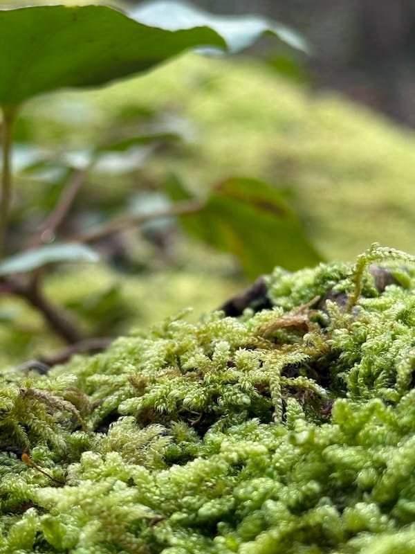 Moss in Woodland