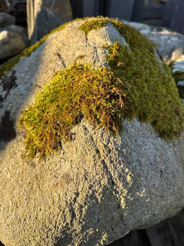 Moss in the sunlight 