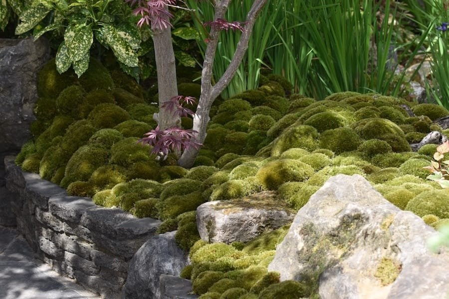 Mossy Stone Boulders in a Garden