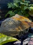 Slate Boulder SB203 Water Feature | Welsh Slate Water Features 04