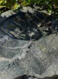 Quartz Stone Bird Bath SBB32 | Welsh Slate Water Features 10