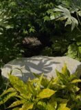 Stone Bird Bath SBB36 | Welsh Slate Water Features 01