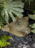 Water Worn Stone Boulder SB220 | Welsh Slate Water Features 06